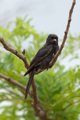 Drongo brillant,.Dicrurus adsimilis, Fork tailed Drongo