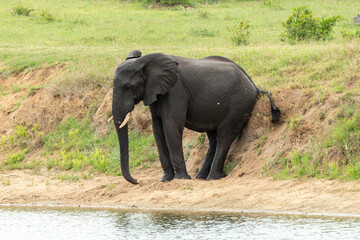 &Eacute;l&eacute;phant d'Afrique, Loxodonta africana, Parc national Kruger, Afrique du Sud