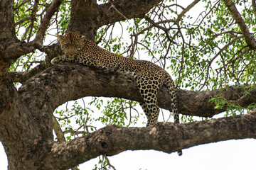Léopard, Panthère, Panthera pardus, Afrique du Sud