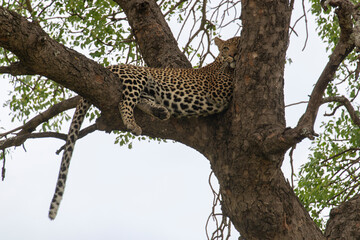 L&eacute;opard, Panth&egrave;re, Panthera pardus, Afrique du Sud
