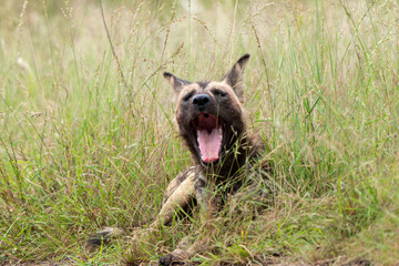 Lycaon, Lycaon pictus, Afrique du Sud