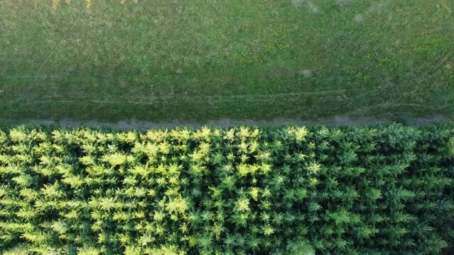 Bordure nette de for&ecirc;t de sapins. Lisi&egrave;re de for&ecirc;t marqu&eacute; par un contraste entre plantation d'arbres et prairie vierge.