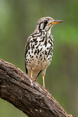 Merle litsitsirupa, Grive litsitsirupa,.Turdus litsitsirupa, Groundscraper Thrush