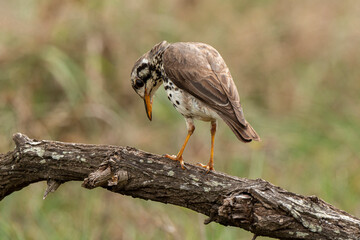 Merle litsitsirupa, Grive litsitsirupa,.Turdus litsitsirupa, Groundscraper Thrush