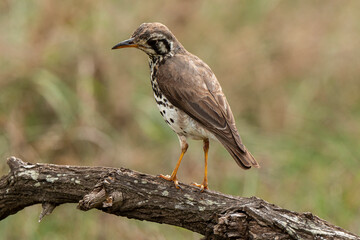 Merle litsitsirupa, Grive litsitsirupa,.Turdus litsitsirupa, Groundscraper Thrush