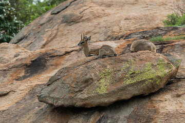 Oréotrague, klipspringer, Oreotragus oreotragus
