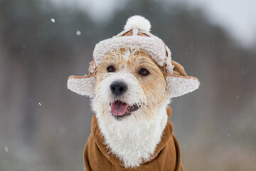 Portrait of the muzzle of a Jack Russell Terrier in a hat with earflaps and a brown jacket. Snowing. Blur for inscription