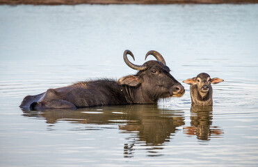 Asian water buffalo (Bubalus bubalis migona) in the water with a calf in the Yala National Park. Sri Lanka.