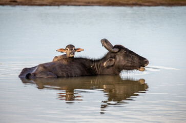 Asian water buffalo (Bubalus bubalis migona) in the water with a calf in the Yala National Park. Sri Lanka.