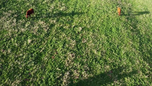 Vaches de Salers broutant dans une prairie d'herbe verte. Prise de vue en drone en contre-plong&eacute;.
