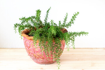 Fresh Rosemary Herb (Rosmarinus officinalis). Green houseplant planting in pot on wooden table, modern interior decoration, isolated on white background. Green mint plant dried leaves, flavour food