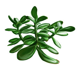 Digital painting of Crassula. Money tree.