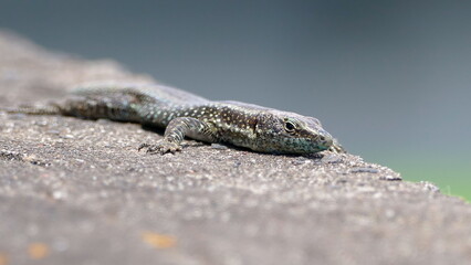Lizard on wall
