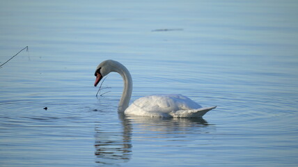Swan on the water with water drops on the plumage