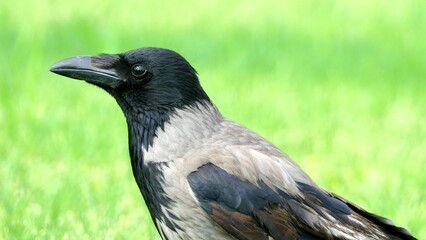 Black raven with black and white plumage