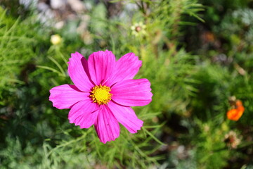 View on a flower i a park of Haute-Savoie