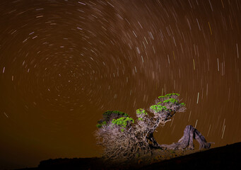 Circumpolar constelaciones:
Phoenicean Juniper en el  area El Hierro Sabinar in Sabinosa, Islas Canarias, España una noche estrellada