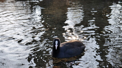Black duck with white beak