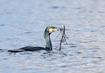 Cormorant nest building