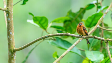 Small Bird (Cinnamon flycatcher) on the branch