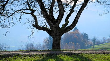 Tree behind a walkway vertical format