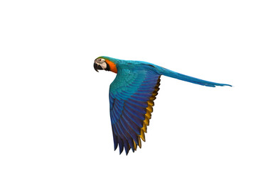 Colorful Macaw parrot flying isolated on transparent background png file	