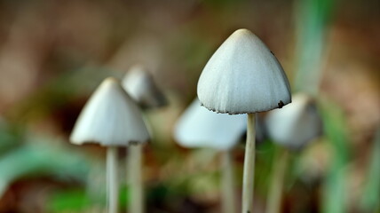 White mushroom