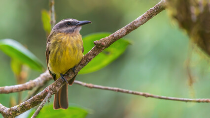 golden-crowned flycatcher on branch