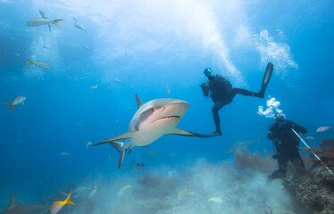 Carribean reef sharks and divers in clear sea water.
Bahamas.