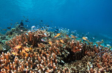 Naklejka na ściany i meble Photo of coral colony. Fishes and hard corals. 