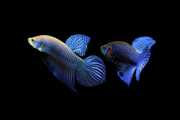 emerald wild betta. siames fighting fish. betta splendens. plakad isolated on black background