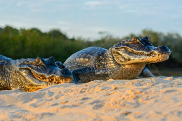 Spectacled caiman, Caiman crocodilus, single animal by water, Brazil