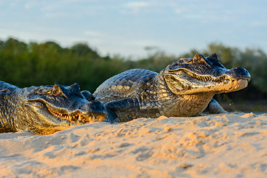 Spectacled caiman, Caiman crocodilus, single animal by water, Brazil