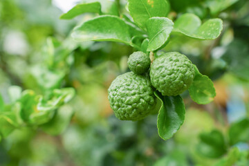Kaffir lime fruit on the tree