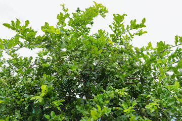 kaffir lime tree