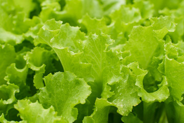 Organic vegetables. Fresh vegetable. Lettuce for making a salad.