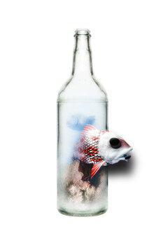 Peixe Fora D'&Aacute;gua