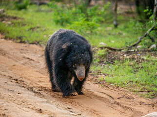 Sri Lankan sloth bear (Melursus ursinus inornatus) is walking along the road in Yala National Park. Sri Lanka.