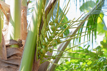 Young coconut on the palm tree, Coconut flower on plant freshness brunch