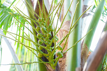 Young coconut on the palm tree, Coconut flower on plant freshness brunch