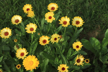 Fototapeta premium Bright flowers of calendula (Calendula officinalis), growing in the garden in a snny day.