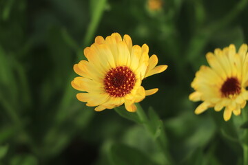 Bright flowers of calendula (Calendula officinalis), growing in the garden in a snny day.