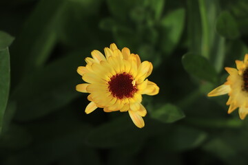 Orange Calendula flower in garden