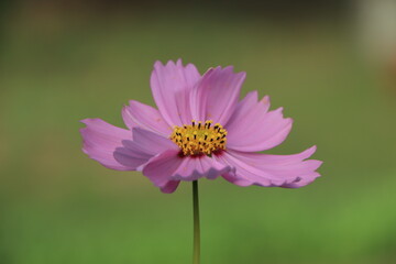 Pink cosmos flower closeup with petal in focus