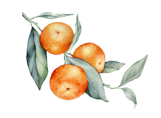 Mandarin branches with green leaves. Isolated. Watercolor illustration, collection of citrus fruits, orange, botanical painting