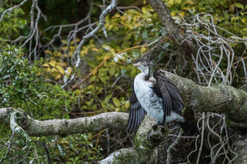 Pied Shag (Phalacrocorax varius)