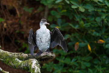 Pied Shag (Phalacrocorax varius)