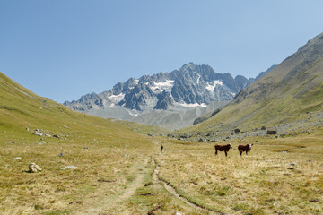 Glacier d'Arsine et le lac de la Douche en France en été. Les vaches derrière et la montagne
