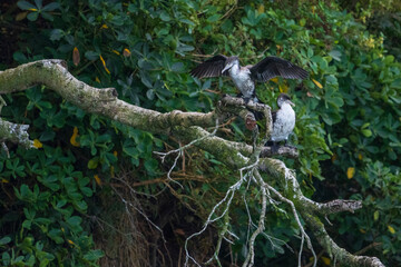 Pied Shag (Phalacrocorax varius)