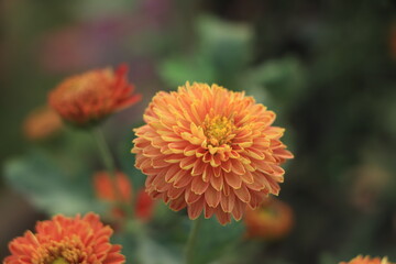Red yellow chrysanthemums flower in garden